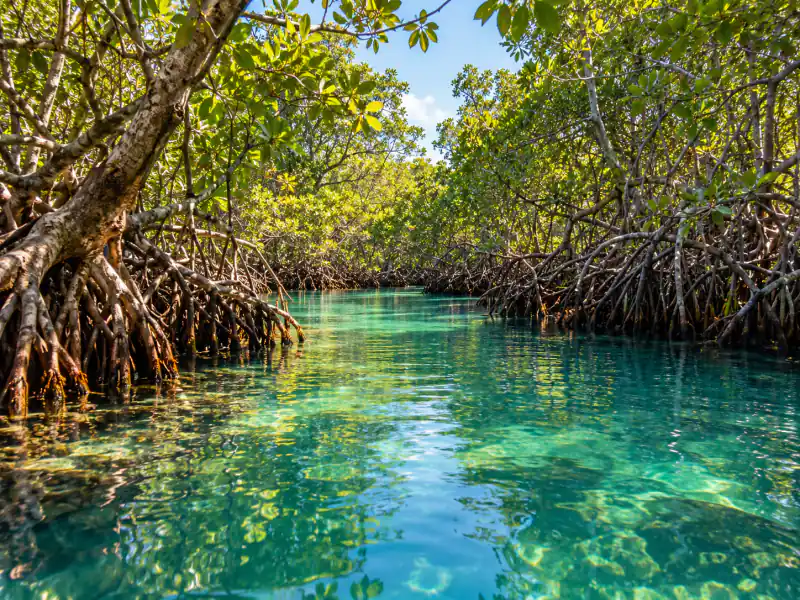 Andaman mangrove waterways — original destination-inspired artwork.