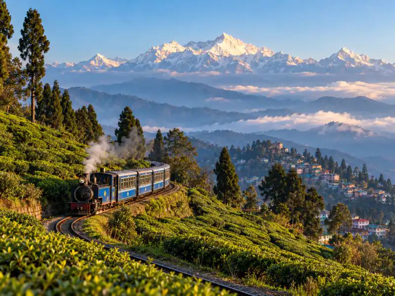 Darjeeling Tea & Himalayan Mornings