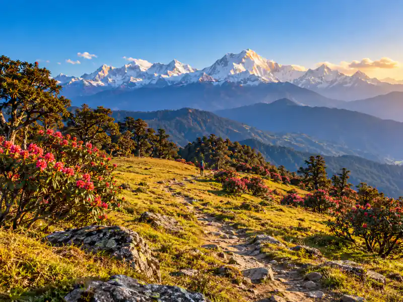 Auli & Chopta Mountain Walks